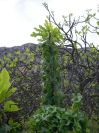 2008-04-04-066-Unknown-climber