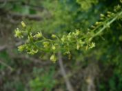 2008-04-04-067-Unknown-climber-flowers