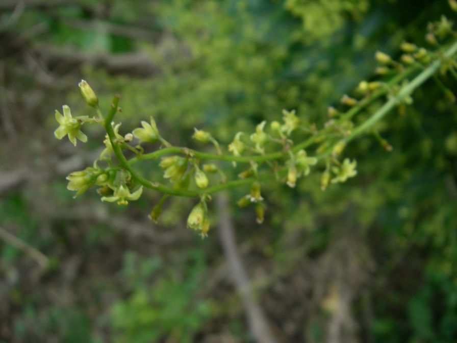 2008-04-04-067-Unknown-climber-flowers