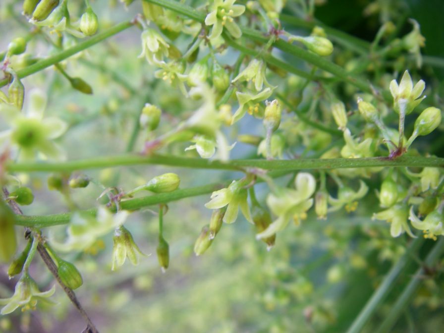 2008-04-04-068-Unknown-climber-flowers