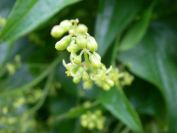 2008-04-04-069-Unknown-climber-flowers