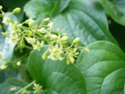 2008-04-04-070-Unknown-climber-flowers