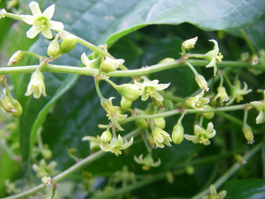 2008-04-04-072-Unknown-climber-flowers