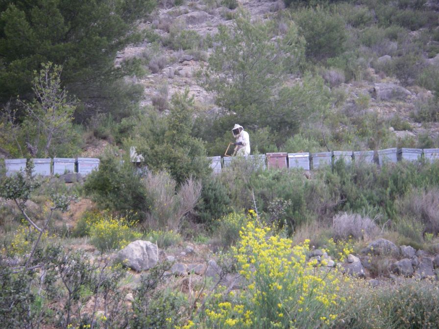 2008-04-04-075-Bees