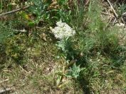 2008-04-05-003-Ladies-Bedstraw