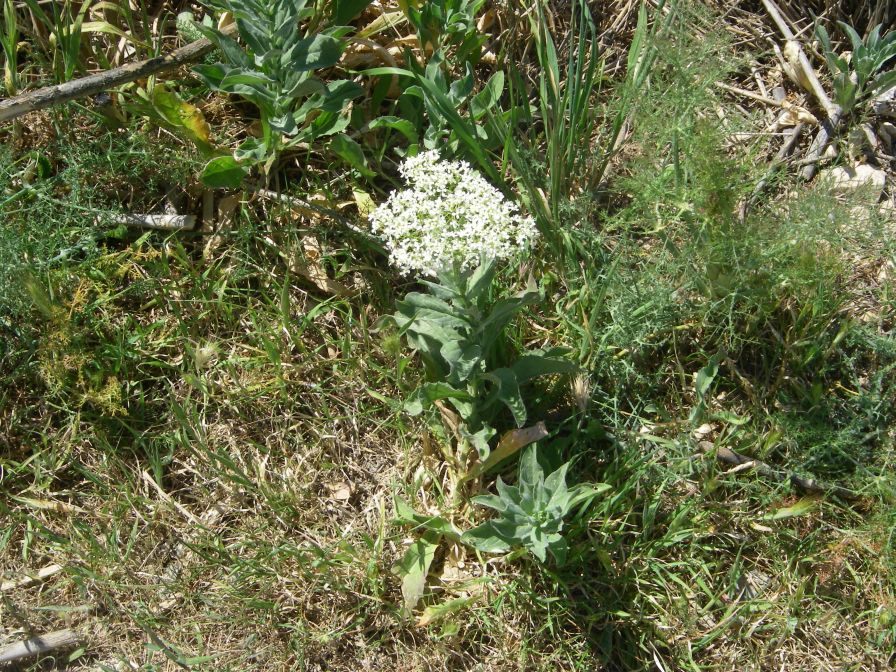 2008-04-05-003-Ladies-Bedstraw