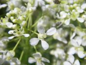 2008-04-05-004-Ladies-Bedstraw