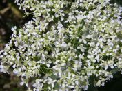 2008-04-05-005-Ladies-Bedstraw