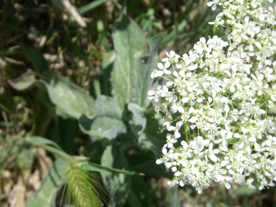 2008-04-05-007-Ladies-Bedstraw-leaves