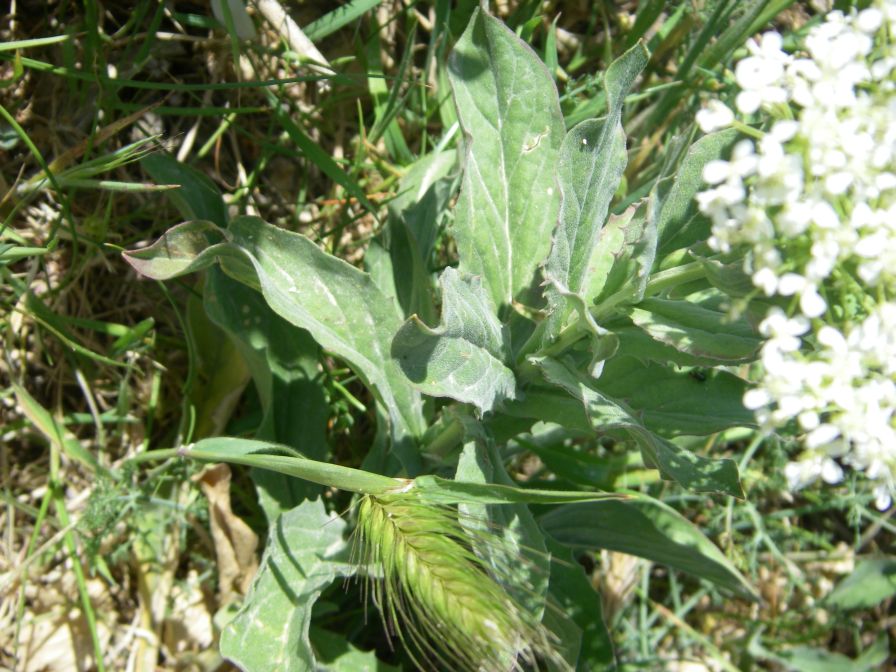 2008-04-05-008-Ladies-Bedstraw-leaves