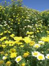 2008-04-05-010-Chrysanthemum-coronarium