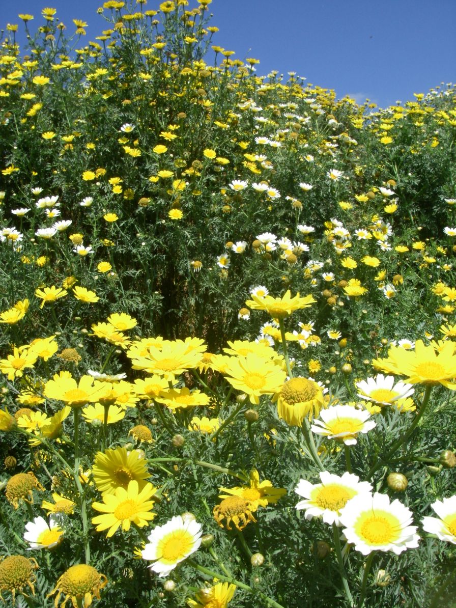 2008-04-05-010-Chrysanthemum-coronarium