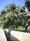 2008-04-05-011-Nisperos-or-Loquats