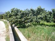 2008-04-05-012-Nisperos-or-Loquats