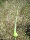 2008-04-05-014-Giant-allium