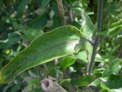 2008-04-02-001-Pod-Climber-on-Oranges