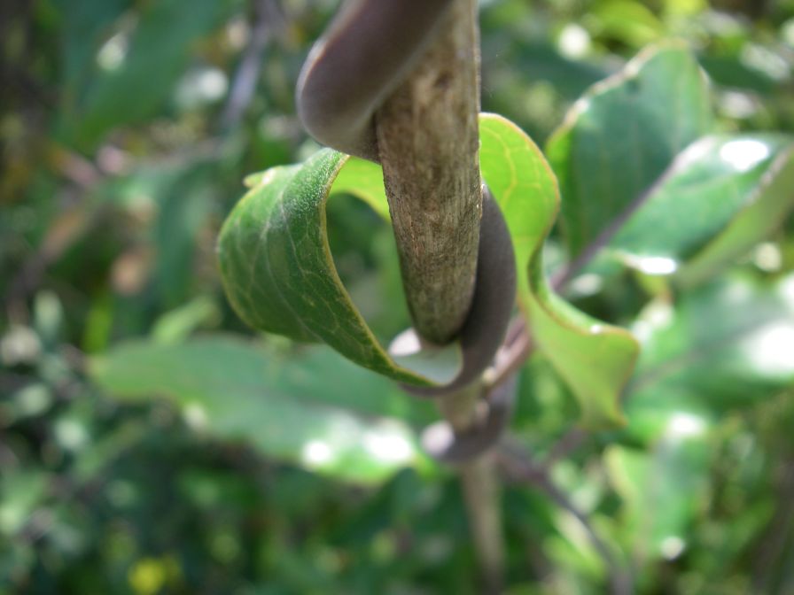 2008-04-02-002-Pod-Climber-on-Oranges