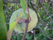 2008-04-02-003-Pod-Climber-on-Oranges