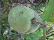 2008-04-02-004-Pod-Climber-on-Oranges