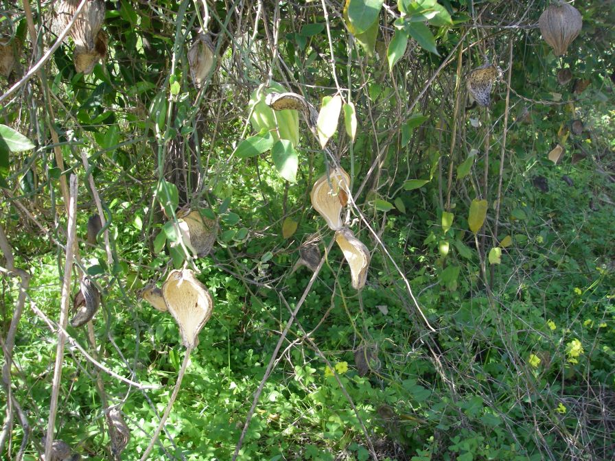 2008-04-02-007-Pod-Climber-on-Oranges