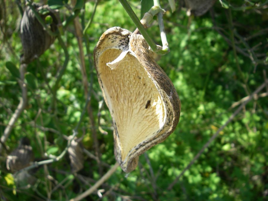 2008-04-02-008-Pod-Climber-on-Oranges