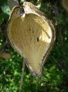 2008-04-02-009-Pod-Climber-on-Oranges