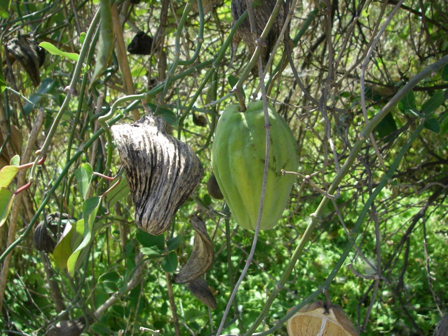 2008-04-02-010-Pod-Climber-on-Oranges