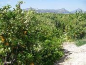 2008-04-02-016-Irrigation-automation
