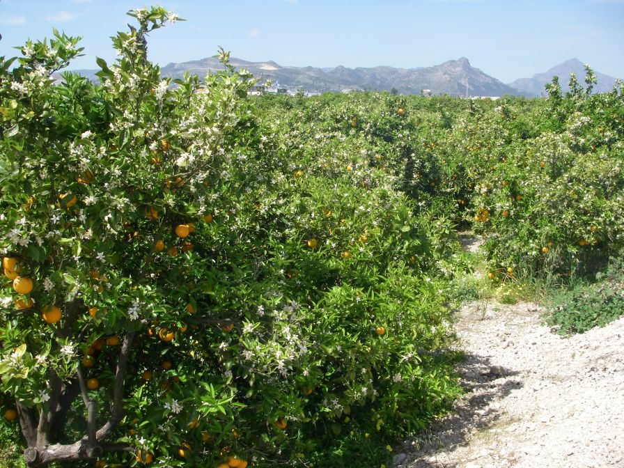2008-04-02-016-Irrigation-automation