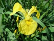 2008-04-02-027-Flag-Iris