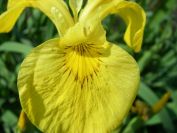 2008-04-02-028-Flag-Iris