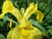 2008-04-02-029-Flag-Iris
