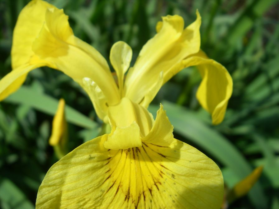 2008-04-02-029-Flag-Iris