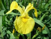 2008-04-02-030-Flag-Iris