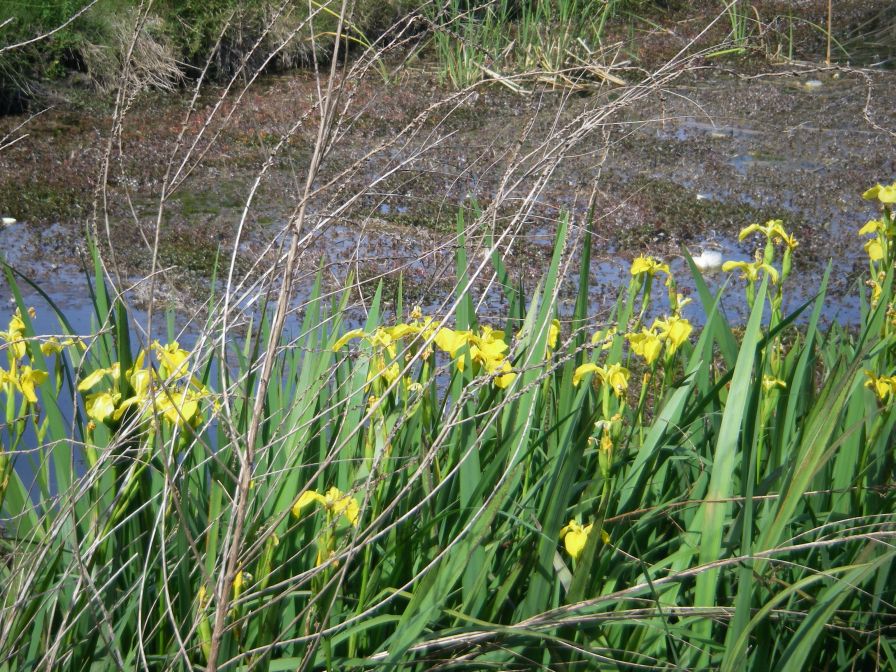 2008-04-02-031-Flag-Iris