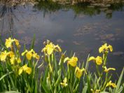 2008-04-02-032-Flag-Iris