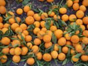 2008-12-26-003-Cirtus-Crop-Bounty