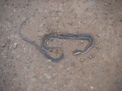 2008-12-26-004-Flattened-Snake
