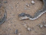 2008-12-26-005-Flattened-Snake-Head