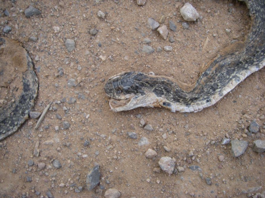 2008-12-26-005-Flattened-Snake-Head