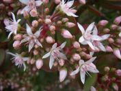 2008-12-26-006-Jade-Plant-in-Flower