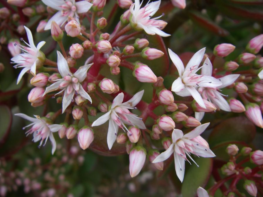 2008-12-26-006-Jade-Plant-in-Flower