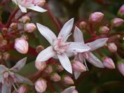 2008-12-26-007-Jade-Plant-in-Flower