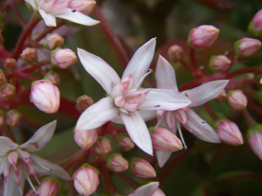 2008-12-26-007-Jade-Plant-in-Flower