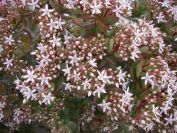 2008-12-26-008-Jade-Plant-in-Flower
