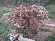2008-12-26-009-Jade-Plant-in-Flower