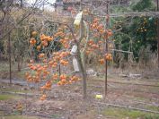 2008-12-26-013-Unknown-Fruit