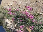 2008-12-27-014-Antirrhinum
