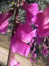 2008-12-27-015-Antirrhinum