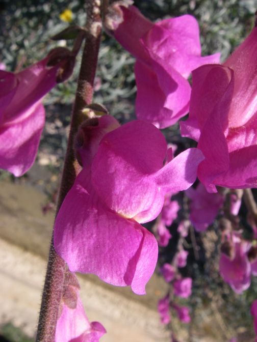 2008-12-27-015-Antirrhinum